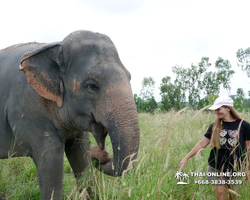 Заповедник слонов Elephant Jungle Sanctuary Pattaya - фото 503