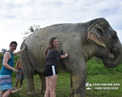 Заповедник слонов Elephant Jungle Sanctuary Pattaya - фото 1045