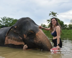 Заповедник слонов Elephant Jungle Sanctuary Pattaya - фото 1047