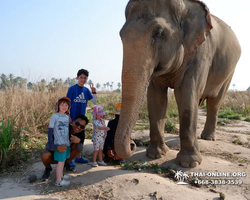 Заповедник слонов Elephant Jungle Sanctuary Pattaya - фото 422