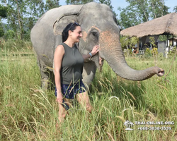 Заповедник слонов Elephant Jungle Sanctuary Pattaya - фото 5