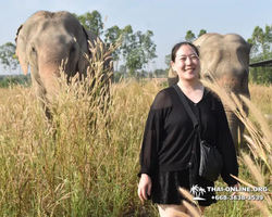 Заповедник слонов Elephant Jungle Sanctuary Pattaya - фото 370