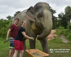 Заповедник слонов Elephant Jungle Sanctuary Pattaya - фото 876