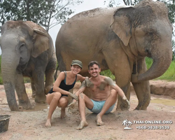 Заповедник слонов Elephant Jungle Sanctuary Pattaya - фото 464