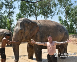 Заповедник слонов Elephant Jungle Sanctuary Pattaya - фото 272