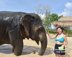Заповедник слонов Elephant Jungle Sanctuary Pattaya - фото 436