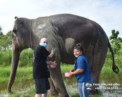 Заповедник слонов Elephant Jungle Sanctuary Pattaya - фото 742