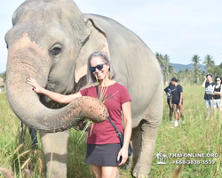 Заповедник слонов Elephant Jungle Sanctuary Pattaya - фото 673