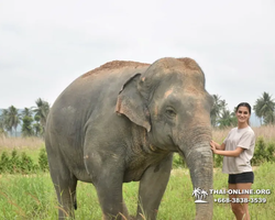 Заповедник слонов Elephant Jungle Sanctuary Pattaya - фото 1076