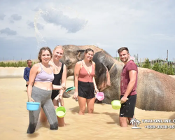 Заповедник слонов Elephant Jungle Sanctuary Pattaya - фото 1074