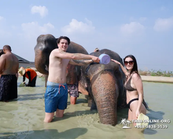 Заповедник слонов Elephant Jungle Sanctuary Pattaya - фото 1086