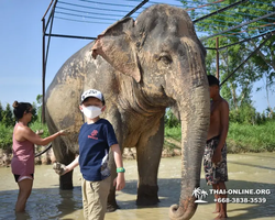 Заповедник слонов Elephant Jungle Sanctuary Pattaya - фото 204