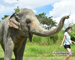 Заповедник слонов Elephant Jungle Sanctuary Pattaya - фото 493