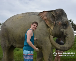 Заповедник слонов Elephant Jungle Sanctuary Pattaya - фото 1014
