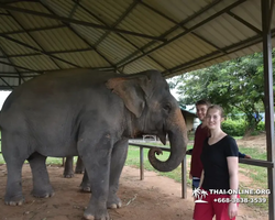 Заповедник слонов Elephant Jungle Sanctuary Pattaya - фото 908