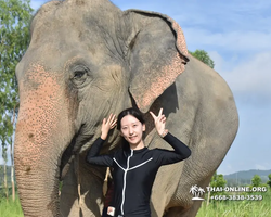 Заповедник слонов Elephant Jungle Sanctuary Pattaya - фото 476