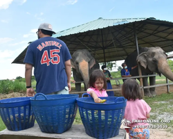 Заповедник слонов Elephant Jungle Sanctuary Pattaya - фото 802