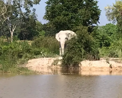 Заповедник слонов Elephant Jungle Sanctuary Pattaya - фото 512