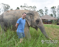 Заповедник слонов Elephant Jungle Sanctuary Pattaya - фото 288