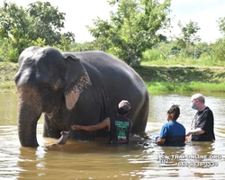 Заповедник слонов Elephant Jungle Sanctuary Pattaya - фото 357