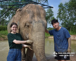 Заповедник слонов Elephant Jungle Sanctuary Pattaya - фото 442