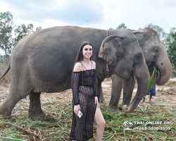 Заповедник слонов Elephant Jungle Sanctuary Pattaya - фото 221