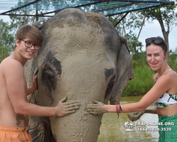 Заповедник слонов Elephant Jungle Sanctuary Pattaya - фото 552