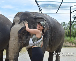 Заповедник слонов Elephant Jungle Sanctuary Pattaya - фото 859