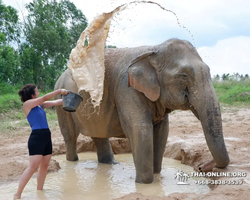 Заповедник слонов Elephant Jungle Sanctuary Pattaya - фото 387