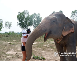 Заповедник слонов Elephant Jungle Sanctuary Pattaya - фото 546