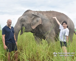 Заповедник слонов Elephant Jungle Sanctuary Pattaya - фото 558