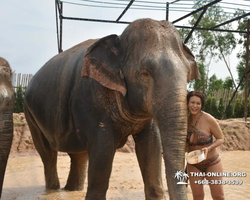 Заповедник слонов Elephant Jungle Sanctuary Pattaya - фото 725