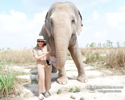 Заповедник слонов Elephant Jungle Sanctuary Pattaya - фото 602