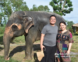 Заповедник слонов Elephant Jungle Sanctuary Pattaya - фото 49