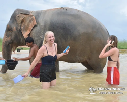 Заповедник слонов Elephant Jungle Sanctuary Pattaya - фото 1071