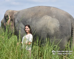 Заповедник слонов Elephant Jungle Sanctuary Pattaya - фото 208
