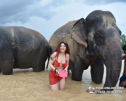 Заповедник слонов Elephant Jungle Sanctuary Pattaya - фото 999