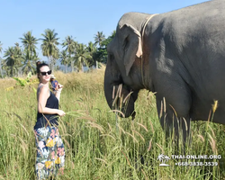 Заповедник слонов Elephant Jungle Sanctuary Pattaya - фото 56