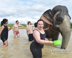 Заповедник слонов Elephant Jungle Sanctuary Pattaya - фото 1029
