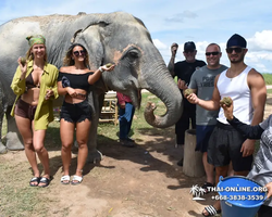 Заповедник слонов Elephant Jungle Sanctuary Pattaya - фото 390