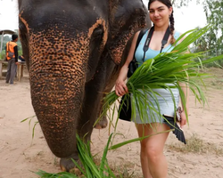 Заповедник слонов Elephant Jungle Sanctuary Pattaya - фото 180