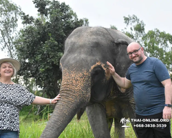 Заповедник слонов Elephant Jungle Sanctuary Pattaya - фото 249