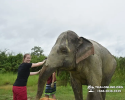 Заповедник слонов Elephant Jungle Sanctuary Pattaya - фото 1110