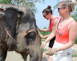 Заповедник слонов Elephant Jungle Sanctuary Pattaya - фото 427