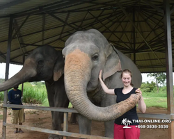 Заповедник слонов Elephant Jungle Sanctuary Pattaya - фото 920