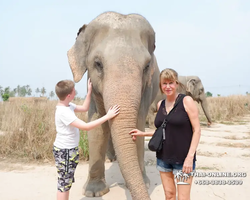 Заповедник слонов Elephant Jungle Sanctuary Pattaya - фото 968