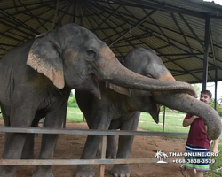 Заповедник слонов Elephant Jungle Sanctuary Pattaya - фото 945