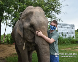 Заповедник слонов Elephant Jungle Sanctuary Pattaya - фото 494