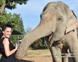 Заповедник слонов Elephant Jungle Sanctuary Pattaya - фото 455