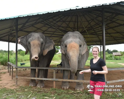 Заповедник слонов Elephant Jungle Sanctuary Pattaya - фото 747